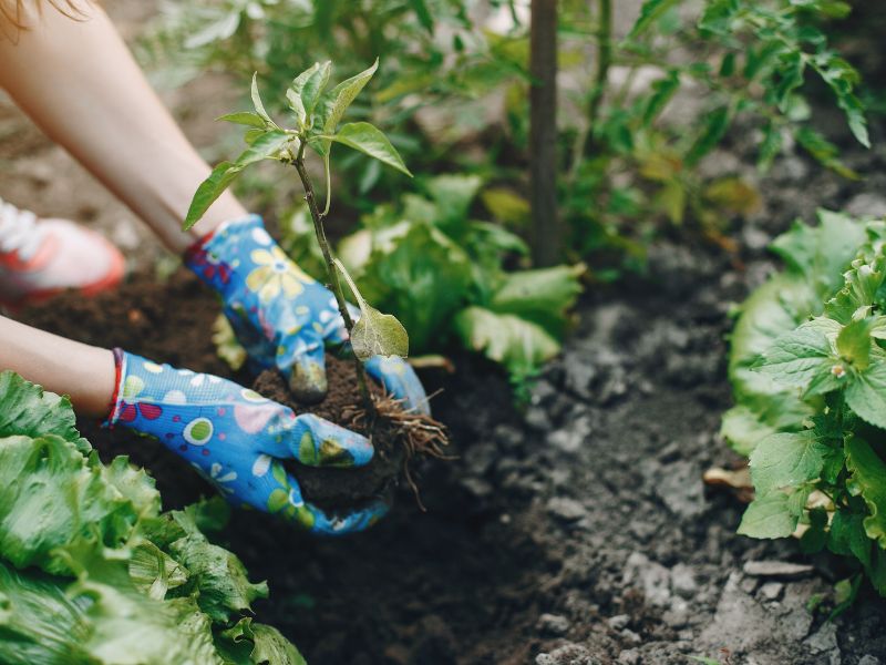 Como Criar um Jardim Sustentável: Práticas Eco-friendly para Amantes da Natureza