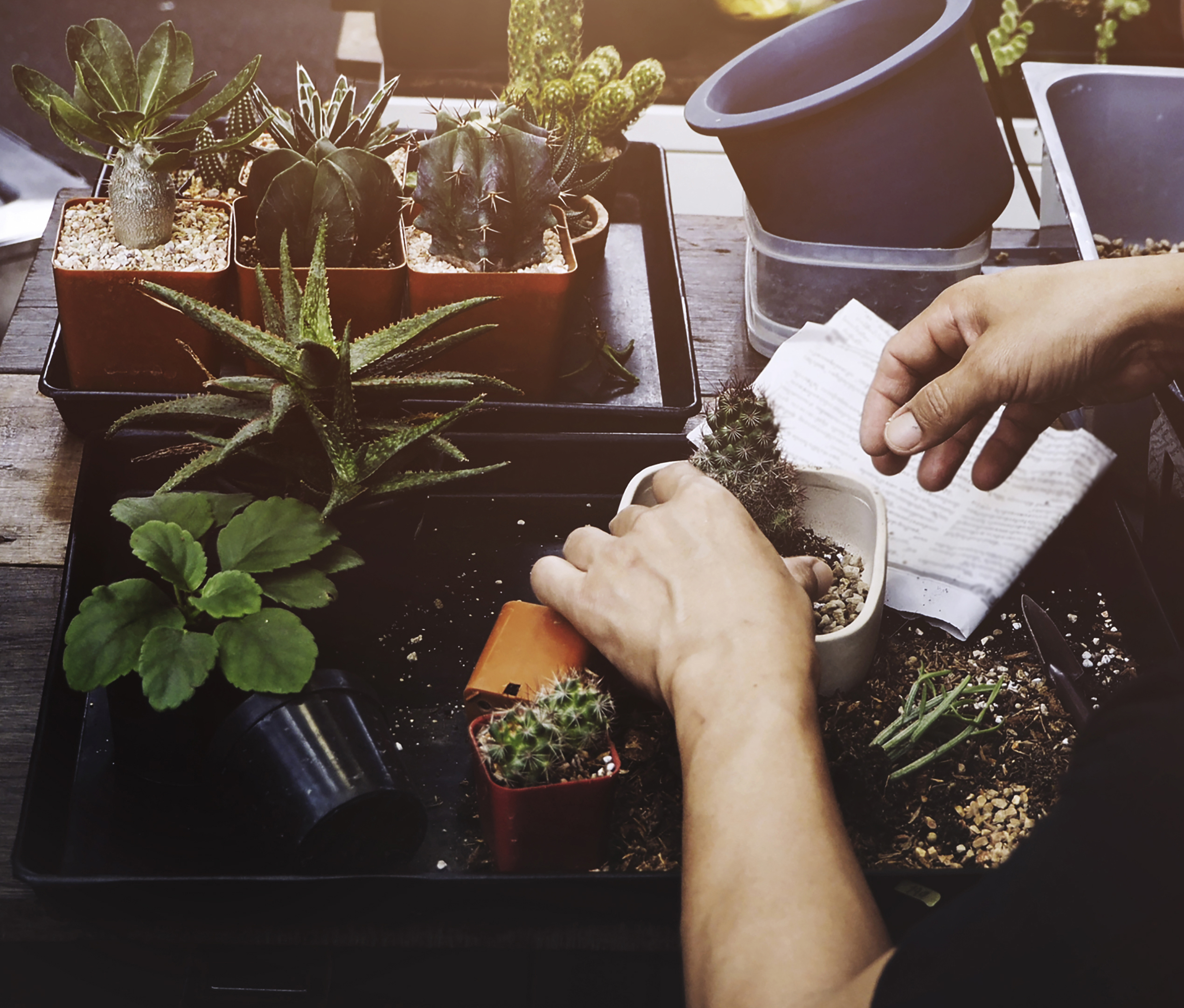 O Guia Definitivo para Iniciantes na Jardinagem: Por Onde Começar